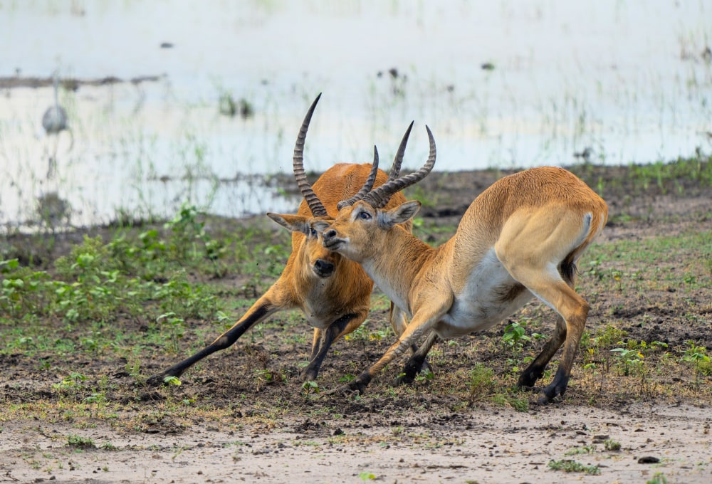 Safari im Mahango Nationalpark